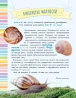 Невероятные моллюски — изображение 13
