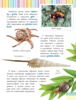 Невероятные моллюски — изображение 14