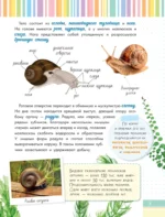 Невероятные моллюски — изображение 6