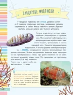 Невероятные моллюски — изображение 7