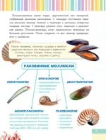 Невероятные моллюски — изображение 10