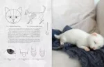 Хочу котенка. Создание реалистичных котят в технике сухого валяния — изображение 5