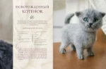 Хочу котенка. Создание реалистичных котят в технике сухого валяния — изображение 6