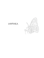 Бабочки и другие насекомые. Атлас-раскраска — изображение 7