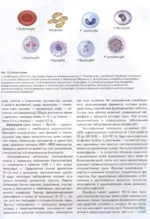 Атлас анатомии человека. Русско-латинско-английское издание — изображение 7