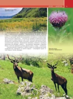 Алтай. Уникальная Россия — изображение 16