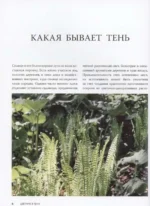 Цветник в тени. Неприхотливые растения для вашего сада — изображение 4