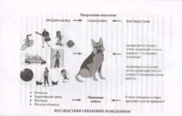 Ко мне! Как научить собаку моментально возвращаться по команде — Животные