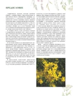 Травник. Большая энциклопедия лекарственных растений — изображение 6