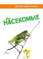 Насекомые — изображение 5