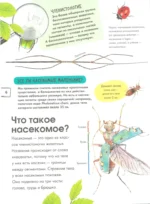 Насекомые — изображение 6