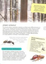 Насекомые — изображение 7