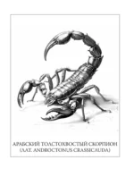 Инсектарикум: опасные паразиты, плотоядные букашки и жуткие бабочки — изображение 6