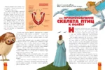 Птицы. Биология. Физиология — изображение 6