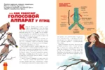 Птицы. Биология. Физиология — изображение 8