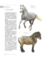 Большая книга о лошадях и пони. 1001 фотография — изображение 15