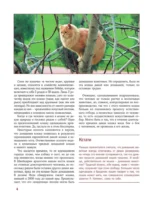 Кошки — изображение 4