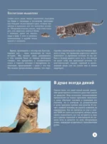 Кошки — изображение 5