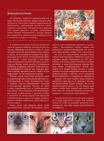 Кошки — изображение 7