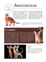 Кошки — изображение 8