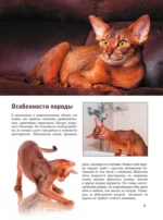 Кошки — изображение 9