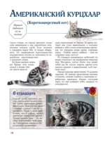 Кошки — изображение 10