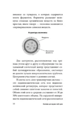 Анатомия для ищущих свой пупок — изображение 14