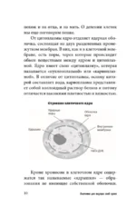 Анатомия для ищущих свой пупок — изображение 10