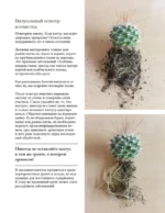 Кактусы. Колючая правда — изображение 10