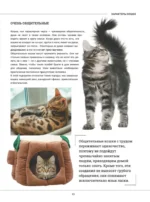 Кошки. Большая визуальная книгаиклопедия — изображение 14