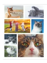 Кошки. Большая визуальная книгаиклопедия — изображение 5