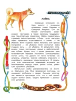 Как правильно любить собак — изображение 8