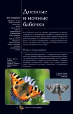 Бабочки. Иллюстрированный гид — изображение 11