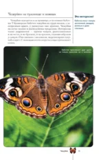 Бабочки. Иллюстрированный гид — изображение 16