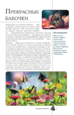 Бабочки. Иллюстрированный гид — изображение 4