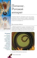 Бабочки. Иллюстрированный гид — изображение 5