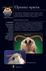 Бабочки. Иллюстрированный гид — изображение 7