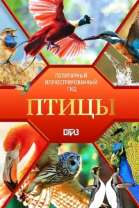 Птицы. Иллюстрированный гид. Анна Спектор, Елена Папуниди