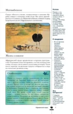 Птицы. Иллюстрированный гид — изображение 8