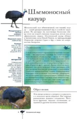 Птицы. Иллюстрированный гид — изображение 9