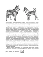 Собака. Полное руководство по дрессировке и уходу — изображение 11