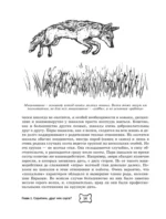 Собака. Полное руководство по дрессировке и уходу — изображение 15