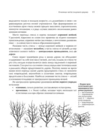 Обрезка садовых деревьев. Экспертное руководство по созданию плодового сада — изображение 14