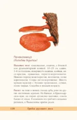 Грибы русского леса. Иллюстрированный определитель — изображение 12