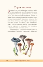 Грибы русского леса. Иллюстрированный определитель — изображение 13