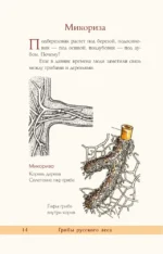 Грибы русского леса. Иллюстрированный определитель — изображение 6