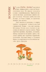 Грибы русского леса. Иллюстрированный определитель — изображение 9