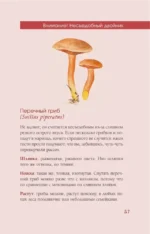 Грибы русского леса. Иллюстрированный определитель — изображение 10