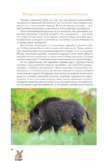 Домашние животные. Популярный иллюстрированный гид — изображение 9