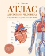 Атлас анатомии человека. Сердечно-сосудистая система. Сергей Лёвкин